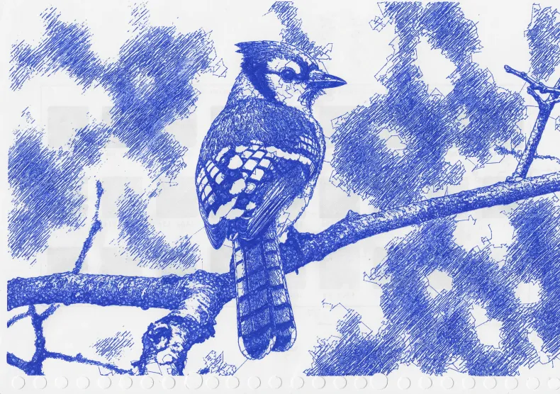 Blue ballpoint plot of a blue jay perched on a branch with foliage and shaded background.